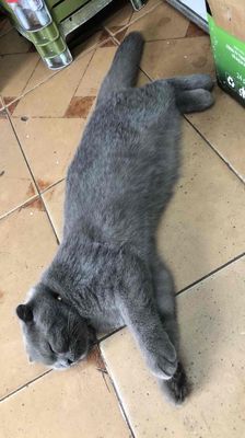 mèo xám xanh tai cụp