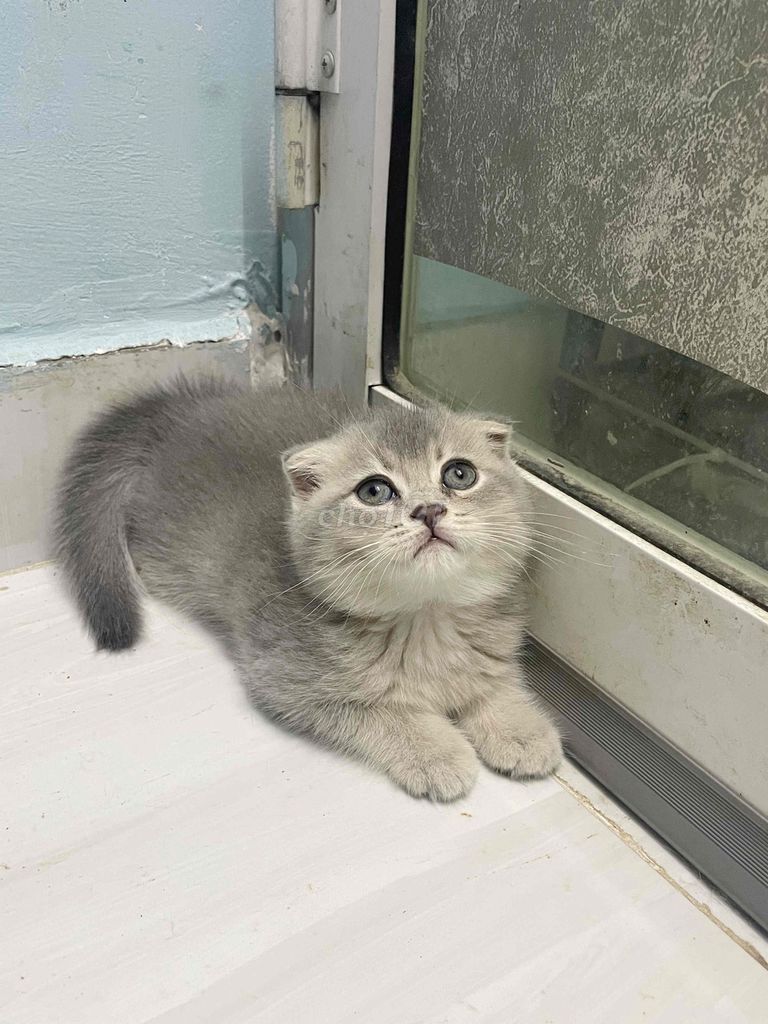 Tìm nhà cho mấy em bé lông dài. Mua bán Mèo tại Quận Gò Vấp Tp Hồ Chí Minh được đăng bởi Quang đây hình 1