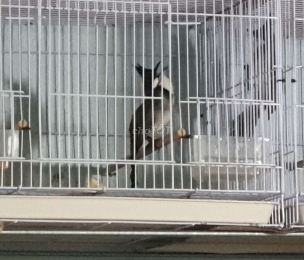 Bổi Đấu Tuyển Mới Vào Cám Dữ Chim. Mua bán Chim tại Thành phố Thủ Đức Tp Hồ Chí Minh được đăng bởi Hoàng Thịnh hình 2