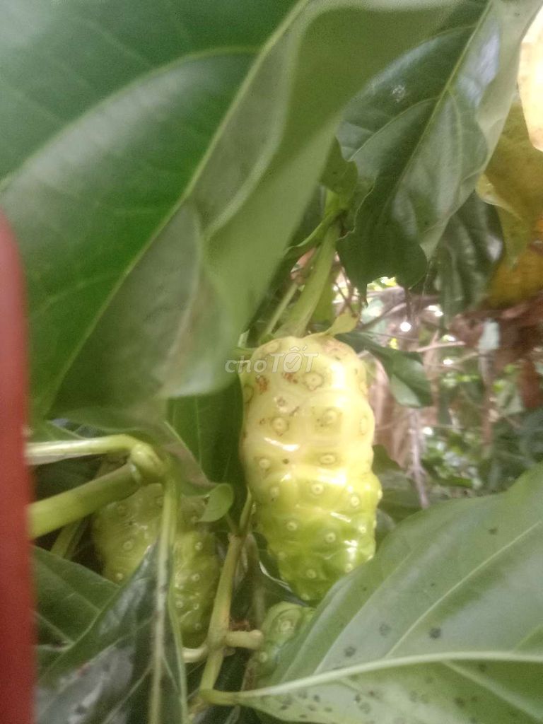 Trái nhàu tươi ngon, trái đào tiên. Mua bán Đồ ăn, thực phẩm và các loại khác tại Huyện Đất Đỏ Bà Rịa - Vũng Tàu được đăng bởi Nhan To van nhan hình 1