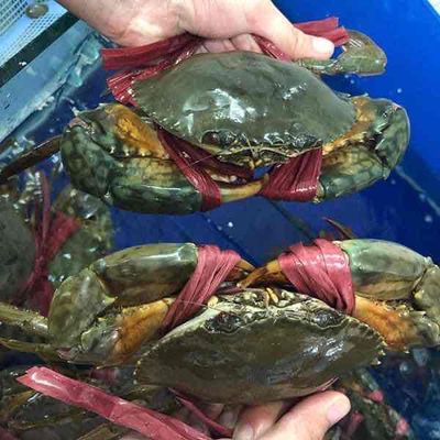 Cua Cà Mau. Mua bán Đồ ăn, thực phẩm và các loại khác tại Quận 7 Tp Hồ Chí Minh được đăng bởi Phạm Phước Sang