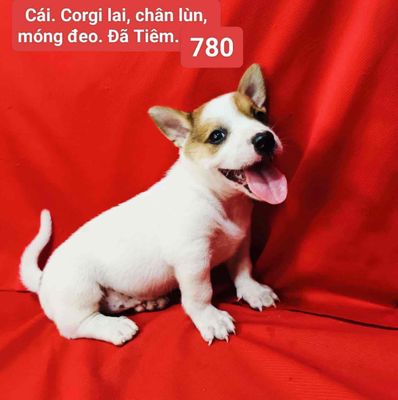 CHIHUAHUA LAI SIÊU CƯNG ĐÃ TIÊM NGỪA ĐỦ. Mua bán Chó tại Huyện Hóc Môn Tp Hồ Chí Minh được đăng bởi Huỳnh Lan Anh