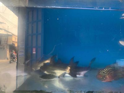 Cá Thành Cát Tư Hãn màu Xám