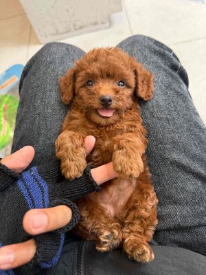 Chó poodle tiny thuần nhà nuôi dễ thương