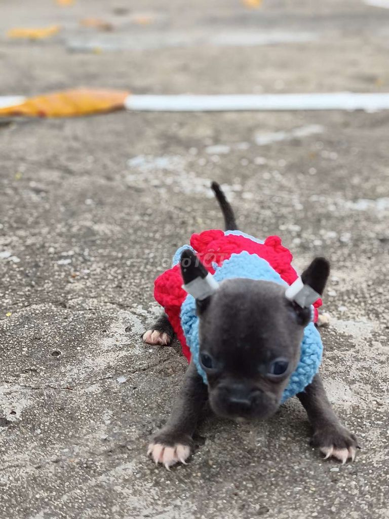 Chó Chihuahua boy Xám tứ túc hoa mai. Mua bán Chó tại Quận 8 Tp Hồ Chí Minh được đăng bởi ZoZo House Chihuahua hình 1
