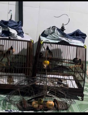 Bổi vip. Mua bán Chim tại Thành phố Thủ Đức Tp Hồ Chí Minh được đăng bởi chim cảnh