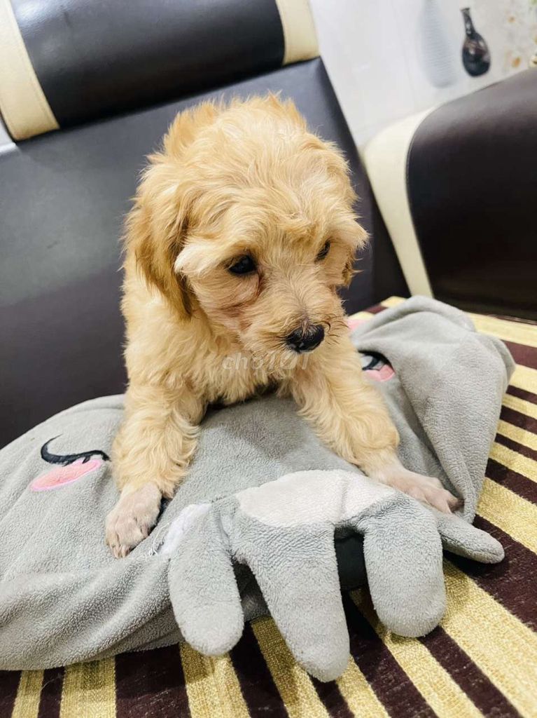 Chó Poodle nhà đẻ giá hạt dẻ 1triệu8 1bé. Mua bán Chó tại Thành phố Thuận An Bình Dương được đăng bởi Thành hình 3