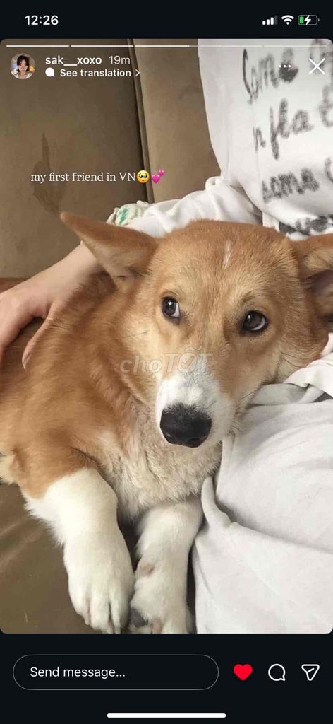 Chó Corgi lai gần 1 tuổi. Mua bán Chó tại Quận Thanh Khê Đà Nẵng được đăng bởi Bao hình 1