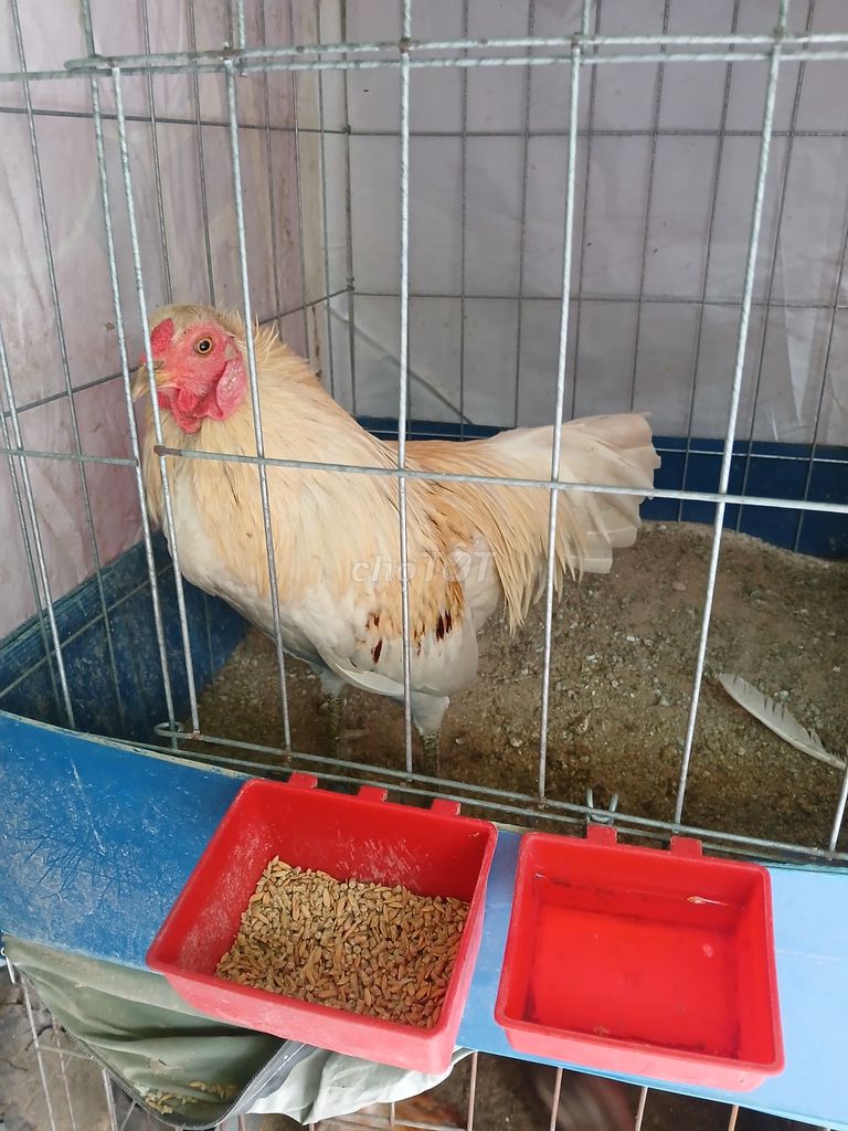 Gà bướm thái 1.4kg zin. Mua bán Gà tại Quận Tân Bình Tp Hồ Chí Minh được đăng bởi nguyen tan lan hình 1