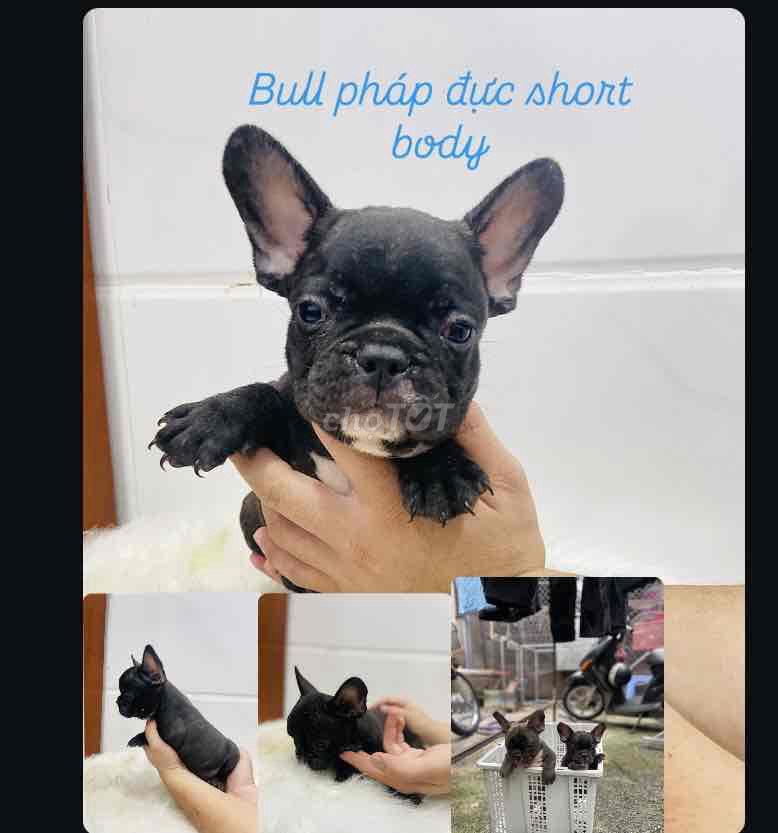 bull pháp đực short body đã tiêm 2 mũi có bớt