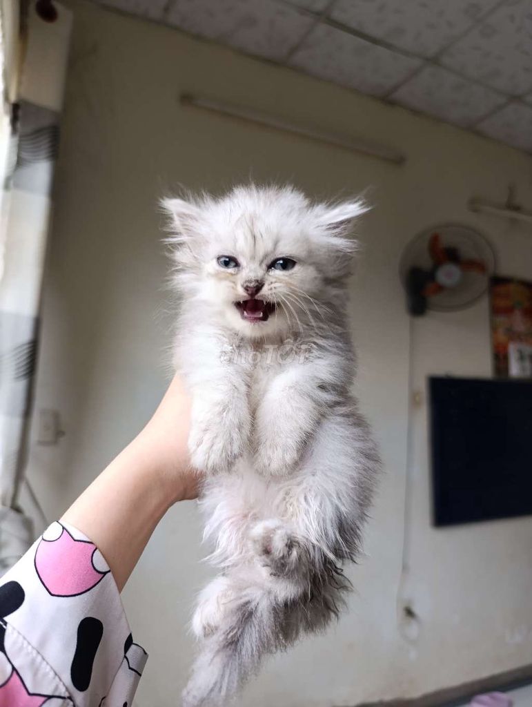 Mèo Ba Tư 2-12 tháng Trắng Xám. Mua bán Mèo tại Quận Tân Bình Tp Hồ Chí Minh được đăng bởi Meo Meo hình 1