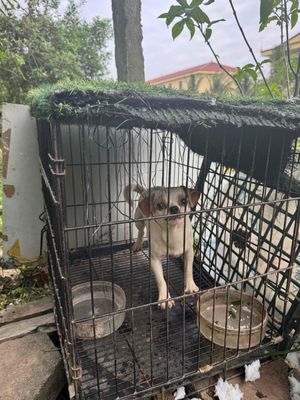 nhà chặt k có chỗ nuôi để cho bác nào thíc. Mua bán Chó tại Huyện Nghĩa Hưng Nam Định được đăng bởi hoàng hải