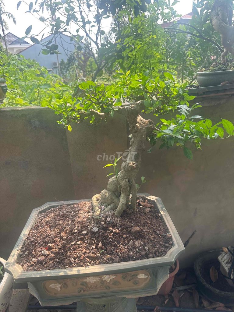 Cây duối lâu năm dáng đẹp. Mua bán Cây cảnh, đồ trang trí tại Huyện Thường Tín Hà Nội được đăng bởi minh phúc hình 1
