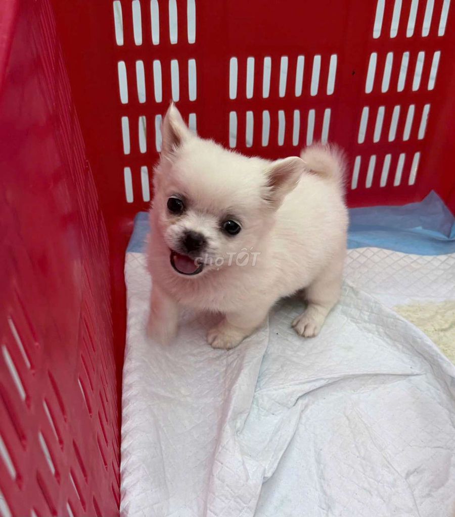 chó chihuahua trắng, đốm. Mua bán Chó tại Quận 5 Tp Hồ Chí Minh được đăng bởi Danny Dung hình 1