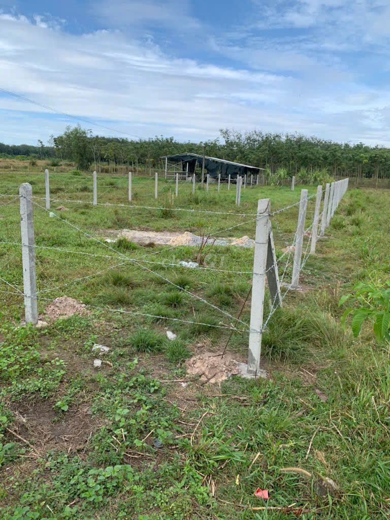 Bán 10m mặt tiền đ DH 720, 600m2 - 1ty3, Dầu Tiếng, Bình Dương. Mua bán Đất tại Huyện Dầu Tiếng Bình Dương được đăng bởi Đất Nền Đại Phúc hình 6