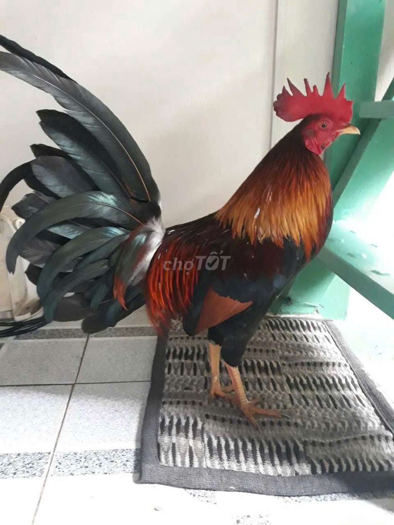 Gà chọi Cuban Weater 1k4 Đực. Mua bán Gà tại Quận 5 Tp Hồ Chí Minh được đăng bởi Minh Ma Cam hình 1