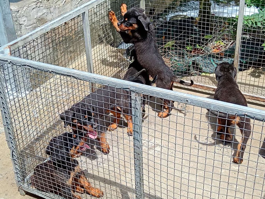 Chó Rottweiler Đen vàng 7-8 kg. Mua bán Chó tại Thành phố Gia Nghĩa Đắk Nông được đăng bởi Nhân Rottweiler  hình 1