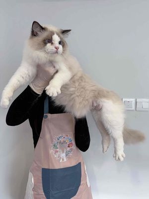 Mèo Ragdoll đực 1 tuổi Thuần chủng biết phối
