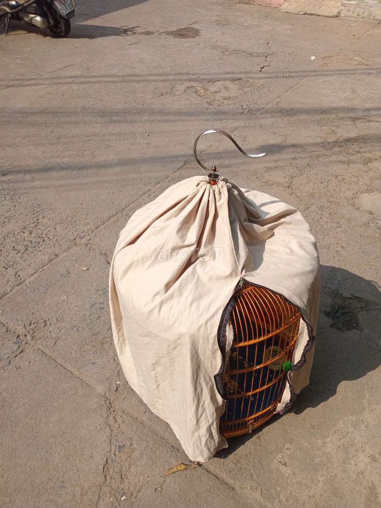 Chim cam đen gần xong long. Mua bán Chim tại Quận Bình Thạnh Tp Hồ Chí Minh được đăng bởi Bon Chơi Cá Nguyen hình 1