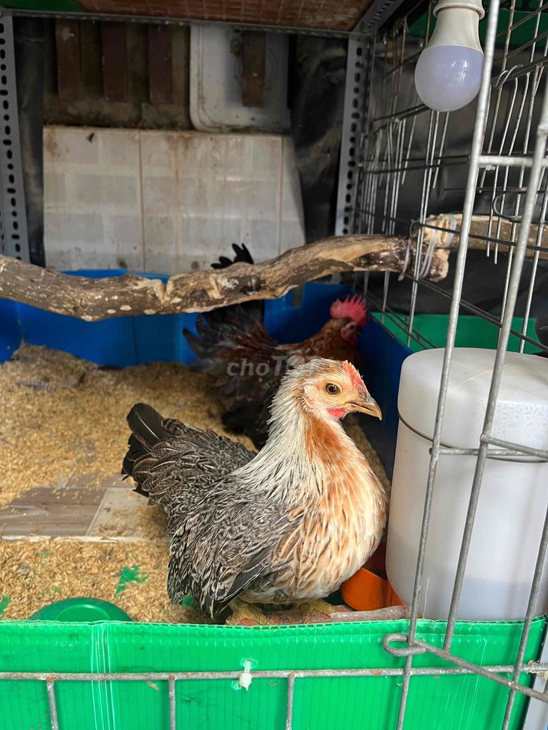 Gà tre Thái Chuối lửa 5 tháng. Mua bán Gà tại Quận Ninh Kiều Cần Thơ được đăng bởi Trái Ổi Non hình 1