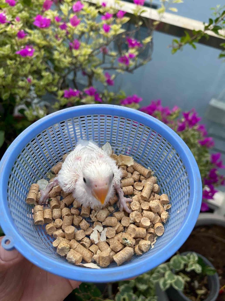 chim lovebird trắng đẹp