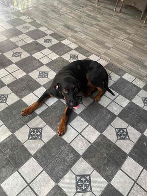 Chó. Mua bán Chó tại Thành phố Dĩ An Bình Dương được đăng bởi Lê Hồng Phúc