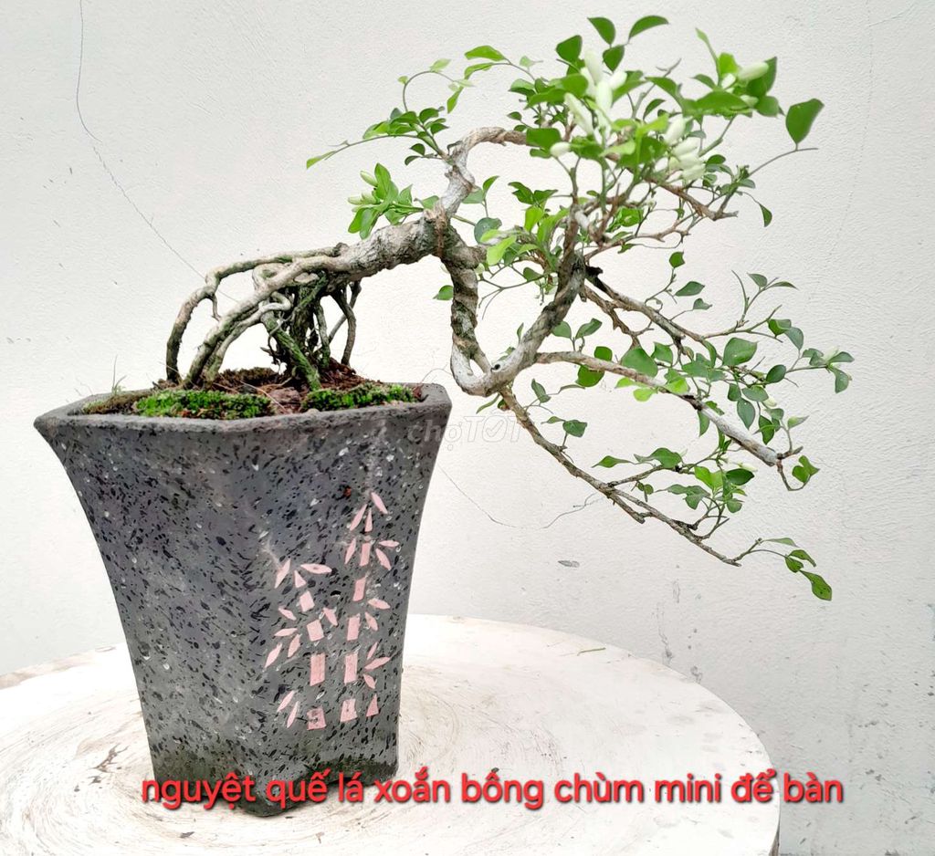 Nguyệt quế mini để bàn