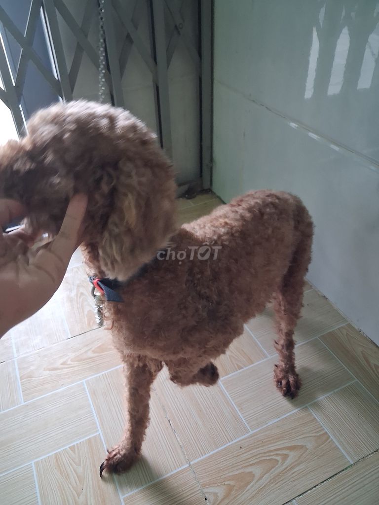 Chó Poodle Nâu. Mua bán Chó tại Huyện Nhơn Trạch Đồng Nai được đăng bởi Quyên hình 1