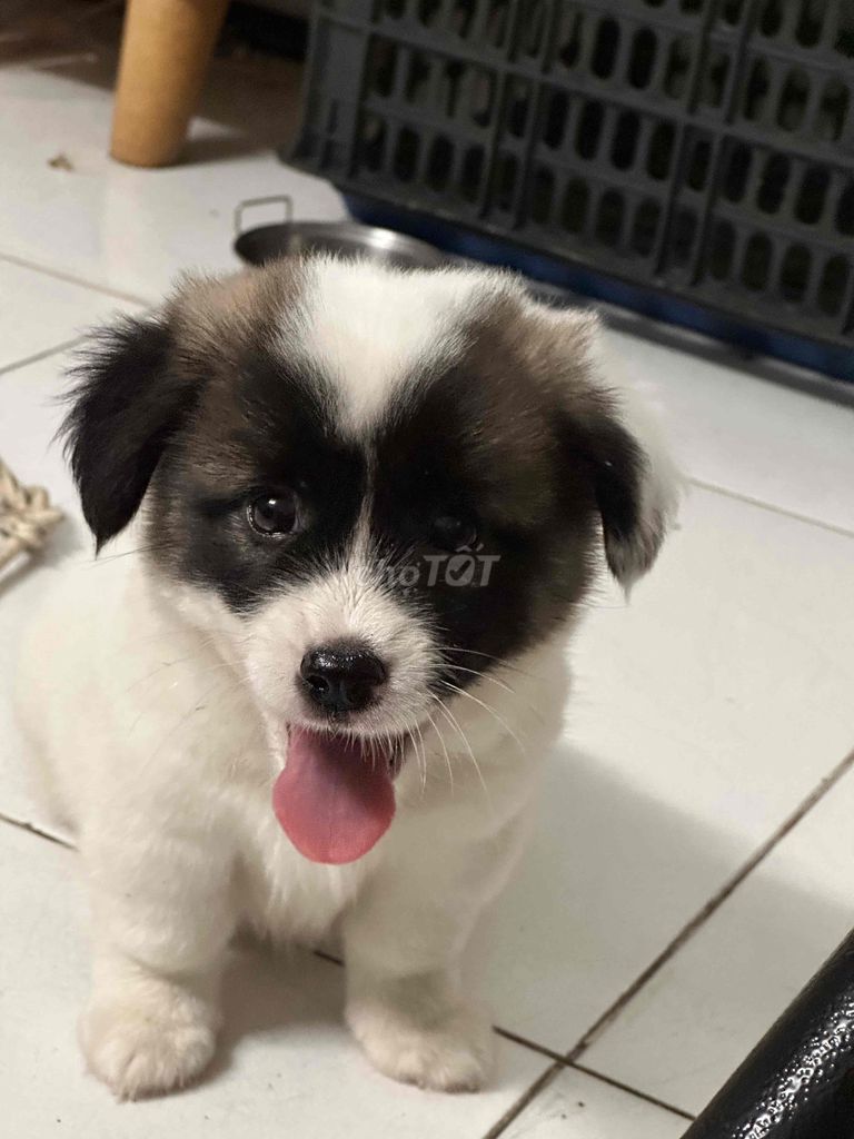 chó poodle vs phốc sóc. Mua bán Chó tại Thành phố Dĩ An Bình Dương được đăng bởi jing đạt hình 2