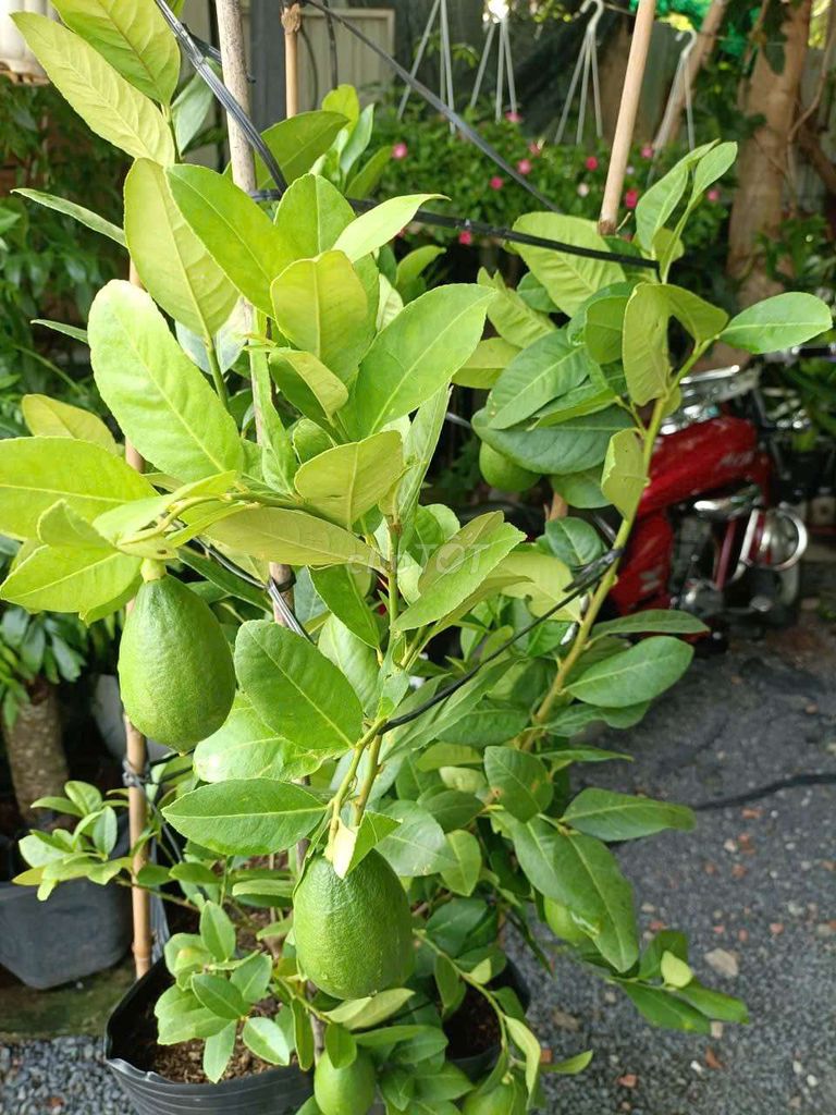 Cây chanh mỹ vàng siêu trái ban công sân vườn. Mua bán Cây cảnh, đồ trang trí tại Thành phố Thủ Đức Tp Hồ Chí Minh được đăng bởi Kim Xuyến hình 1