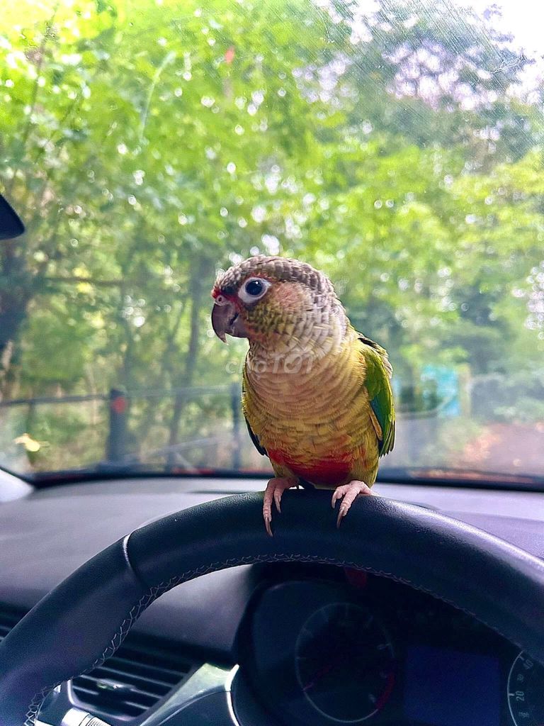 Vẹt GreenCheek dễ thương