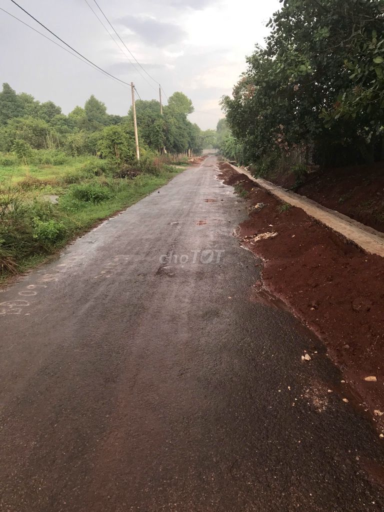 CHÍNH CHỦ BÁN GẤP VƯỜN ĐIỀU PHƯỜNG HẮC DỊCH. Mua bán Đất tại Thị xã Phú Mỹ Bà Rịa - Vũng Tàu được đăng bởi Nguyễn Đình Khiêm hình 4