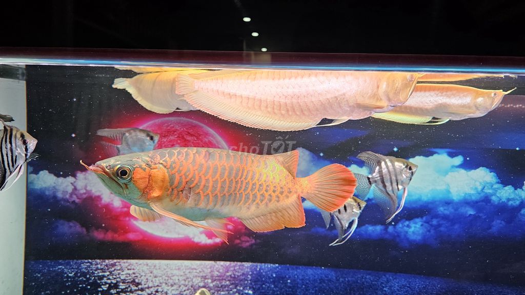 Cá Rồng 40cm Đỏ Bạc. Mua bán Thú cưng khác tại Quận Cầu Giấy Hà Nội được đăng bởi Teu hình 1