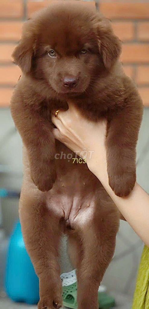 Chó Gấu xù Bắc Hà cái 2 tháng. Mua bán Chó tại Quận Gò Vấp Tp Hồ Chí Minh được đăng bởi Lan Phương hình 1