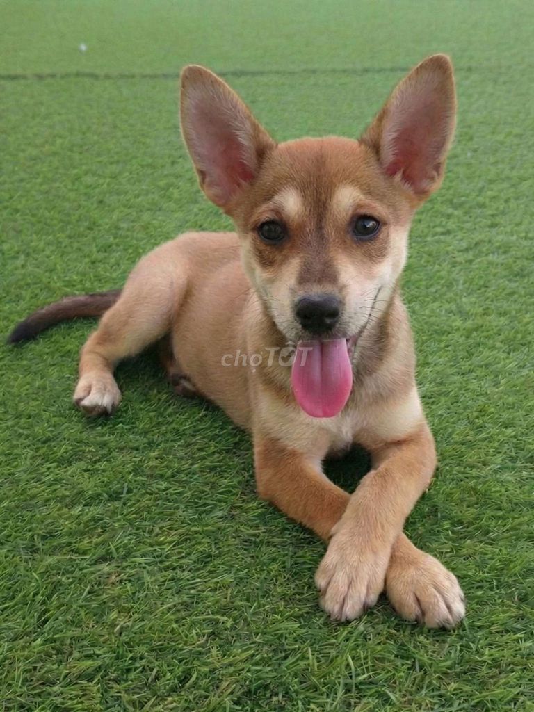 Shiba nâu đỏ 2 tháng siêu đẹp. Mua bán Chó tại Quận 12 Tp Hồ Chí Minh được đăng bởi Thi Thi hình 1