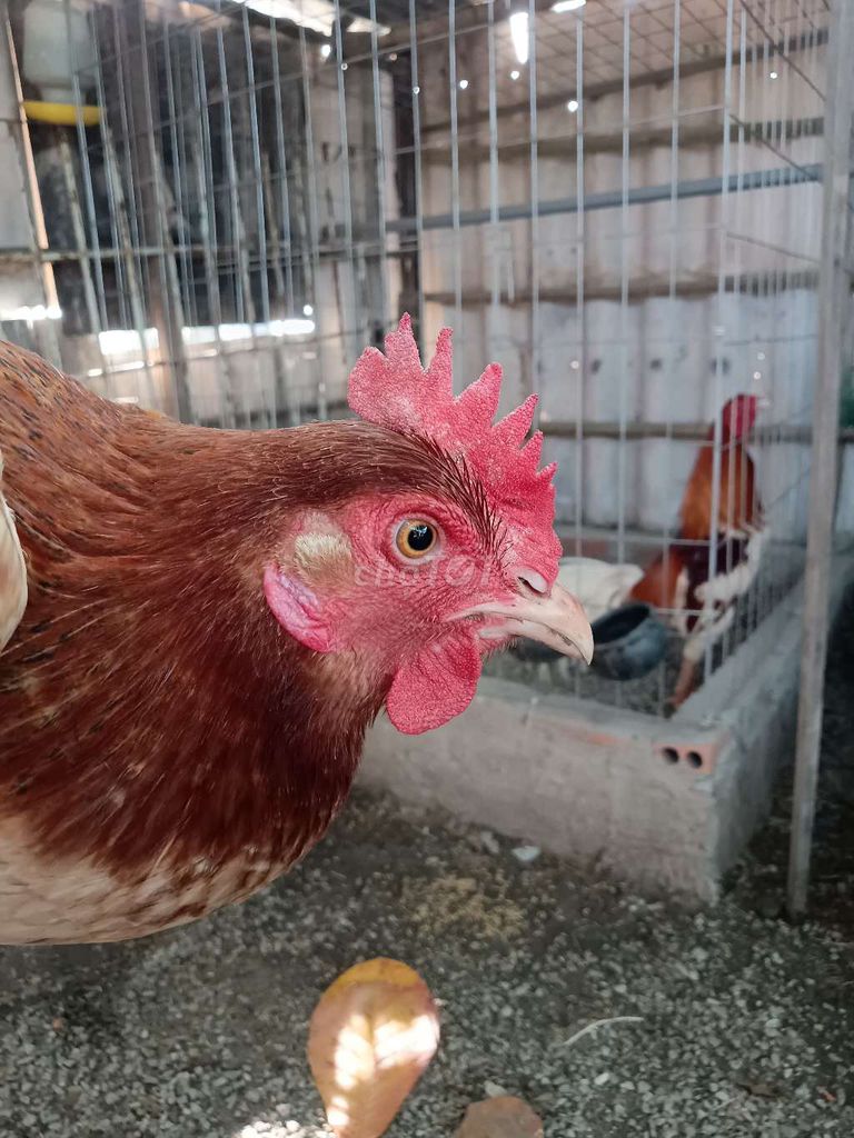 Gà mái thái mỹ. Mua bán Gà tại Huyện Châu Phú An Giang được đăng bởi Bình đẳng  hình 3