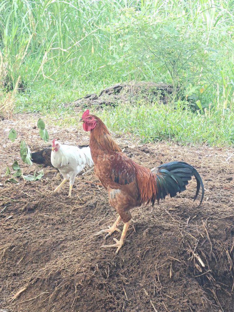 Phèn 2.8kg. Mua bán Gà tại Huyện Châu Thành Sóc Trăng được đăng bởi Gà  hình 1