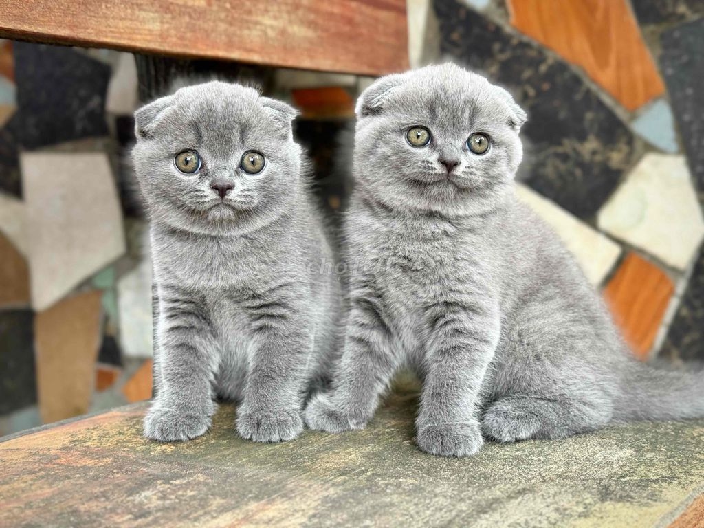 Mèo Scottish Fold Xám Đực Cái. Mua bán Mèo tại Quận Hai Bà Trưng Hà Nội được đăng bởi Đức dũng hình 1