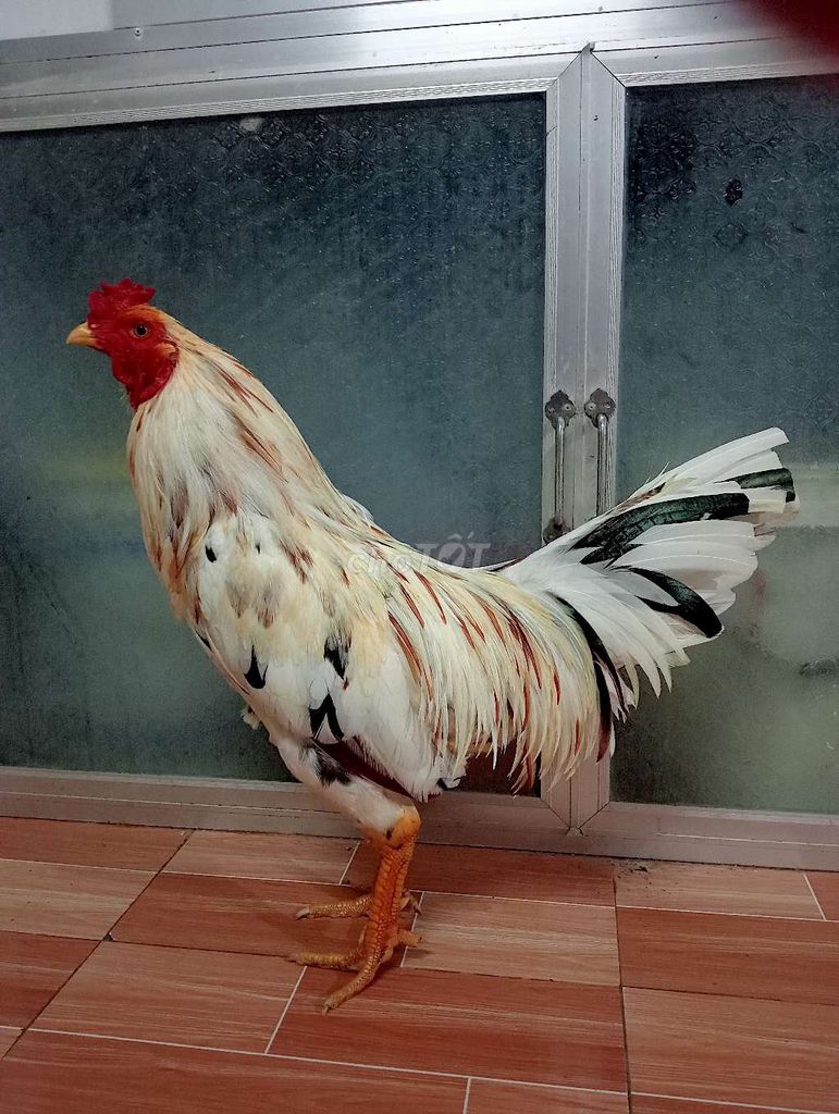 Gà bướm 2kg6 tay tốt lông mới. Mua bán Gà tại Huyện Châu Thành Long An được đăng bởi Long Farm hình 1