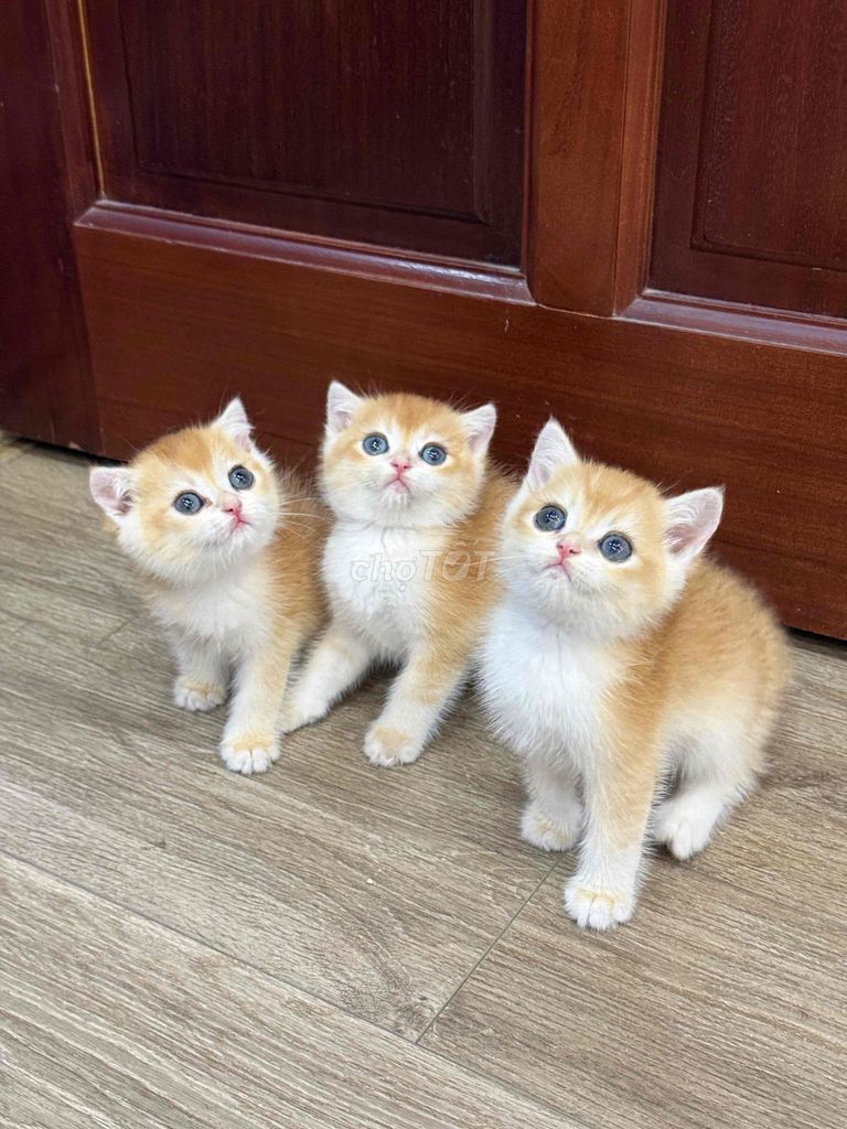 Mèo Anh lông ngắnGolden. Mua bán Mèo tại Quận Long Biên Hà Nội được đăng bởi Bông hình 1