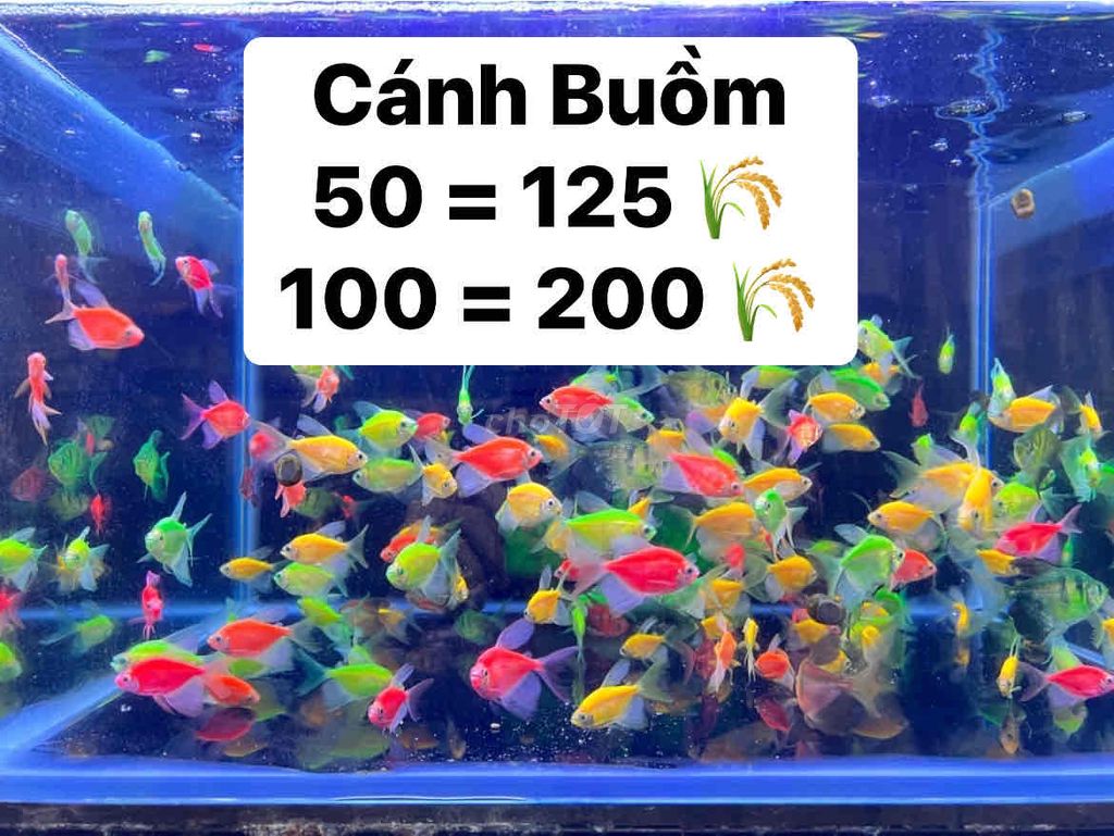 Cá Cánh Buồm Giá Rẻ