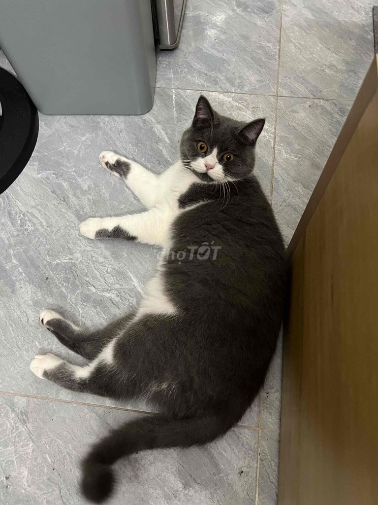 Mèo Anh lông ngắn đực gần 1 tuổi đã tiêm. Mua bán Mèo tại Quận Long Biên Hà Nội được đăng bởi Nguyen hình 1