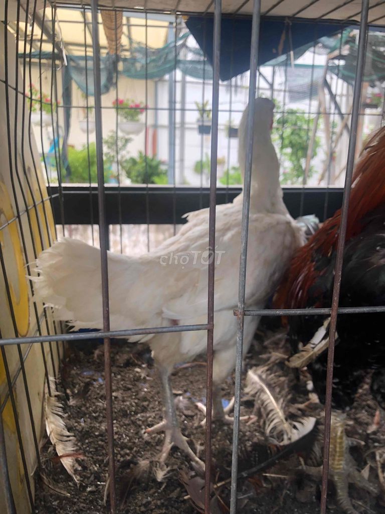 Gà mái Thái Mỹ đang đẻ tầm 2.4kg. Mua bán Gà tại Quận Tân Phú Tp Hồ Chí Minh được đăng bởi Ngôn hình 1
