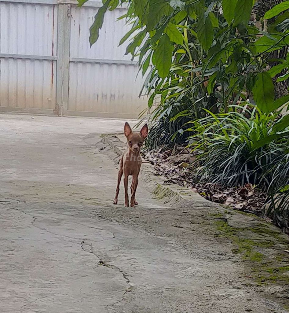 Chó lí lắc đực 6 tháng. Mua bán Chó tại Quận Ba Đình Hà Nội được đăng bởi Đào quang Trung hình 1