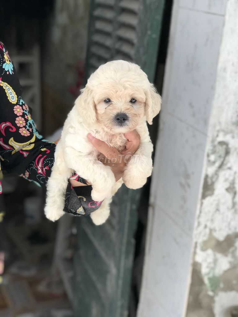 0984443123 - bé poodle đực- 2 tháng tuổi