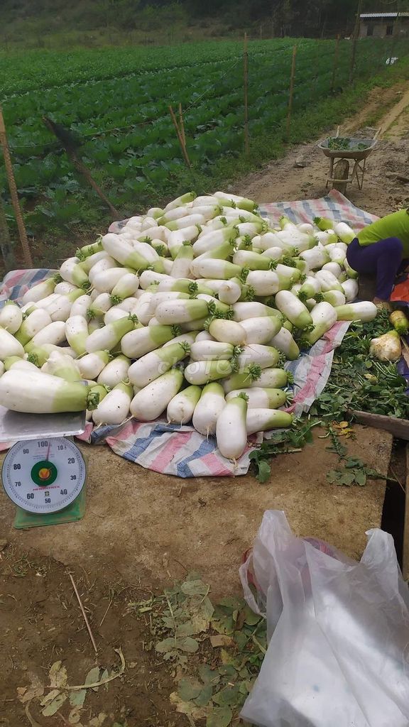 Tìm đầu ra cho củ cải hàn quốc,rau su su. Mua bán Đồ ăn, thực phẩm và các loại khác tại Huyện Tân Lạc Hòa Bình được đăng bởi Bùi Văn Cường hình 2