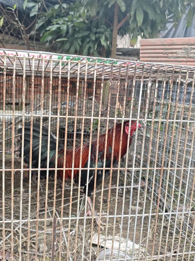 Lồng vuông kim loại. Mua bán Phụ kiện, Thức ăn, Dịch vụ tại Huyện Châu Thành Long An được đăng bởi Hoàng Anh Võ hình 1