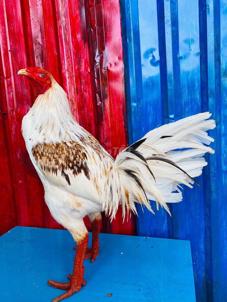 bướm  camelo  3kg8  tốc  độ  tay  khủng. Mua bán Gà tại Quận Cái Răng Cần Thơ được đăng bởi kê vip  7979 hình 1