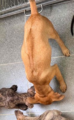 phú quốc vàng 3 tháng khôn lanh