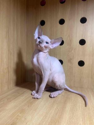 Mèo Sphynx không lông